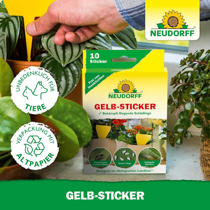 Egy kéz egy Neudorff Shop sárga matrica ragacsos csapdát helyez a földbe zöld szobanövények közé. Az előtérben lévő doboz mutatja a csapdákat, amelyek gyászszúnyogokat és más repülő kártevőket fognak el.