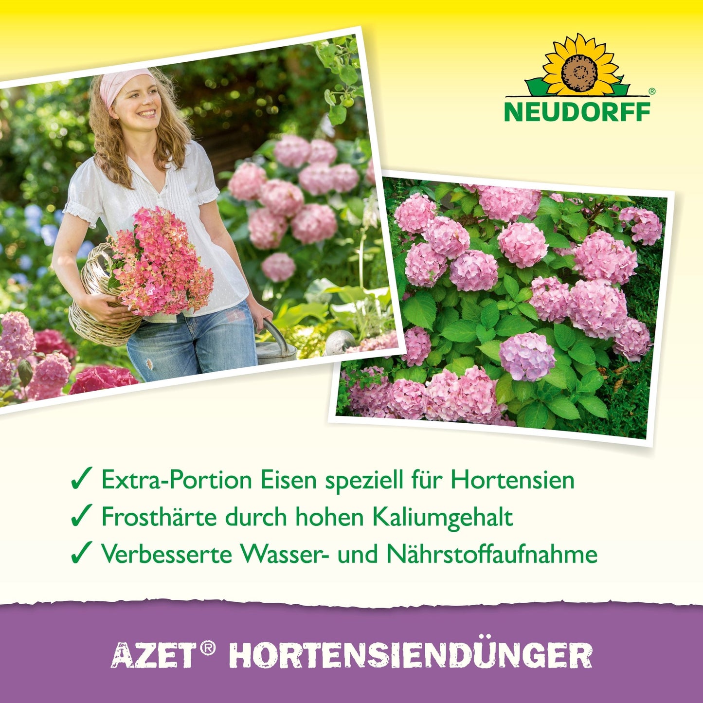 Egy nő egy kosarat tart rózsaszín hortenziákkal egy kertben. A közelben virágzó hortenziák láthatók. A Neudorff Shop Azet HortensienDünger folyékony formáját gyönyörű, egészséges virágok termesztésére ajánlják.