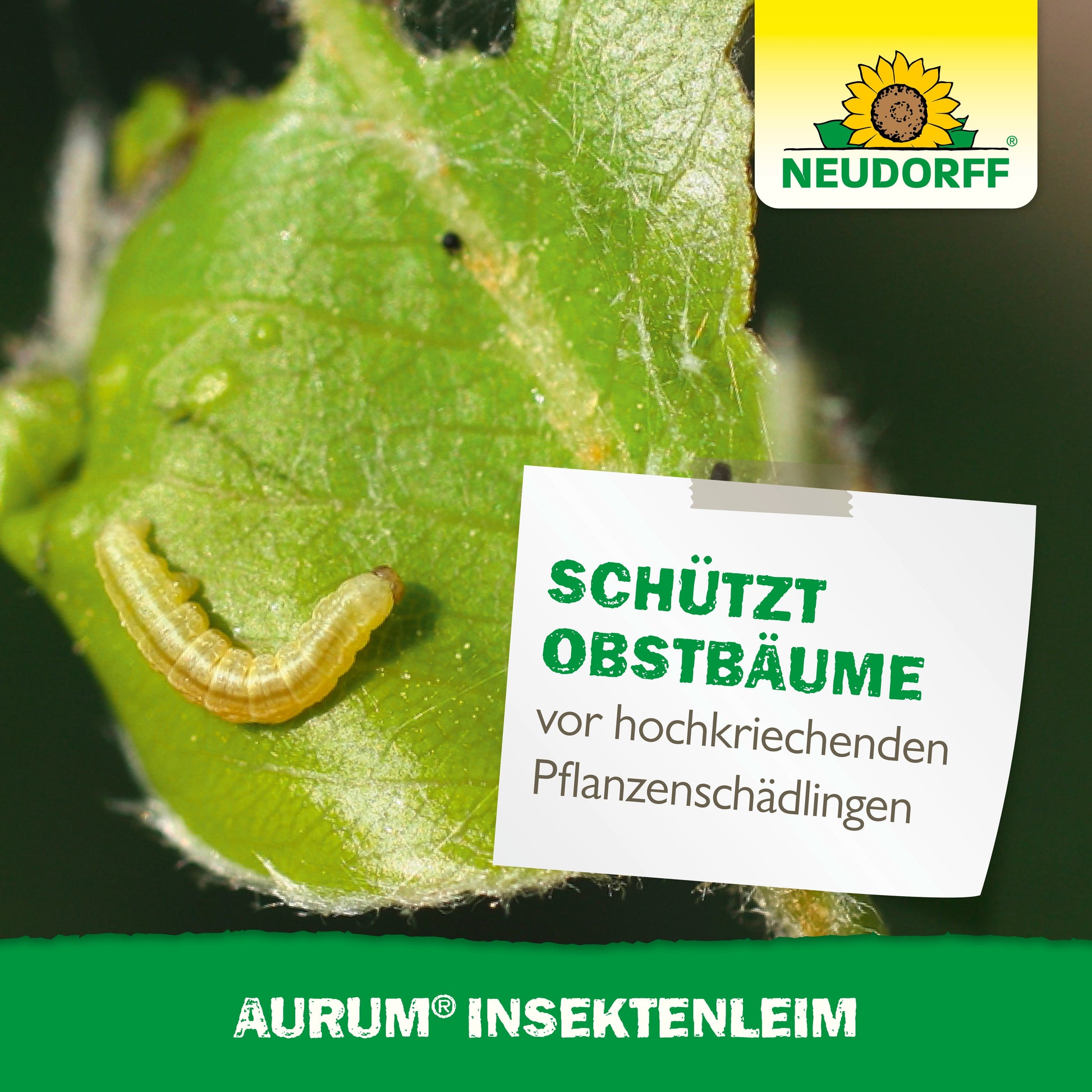 Eine kleine Raupe krabbelt auf einem Blatt mit einem Aufkleber "Schützt Obstbäume vor hochkriechenden Pflanzenschädlingen wie Frostspannerweibchen und Ameisen." Das Logo des Neudorff Shops und Aurum InsektenLeim sind ebenfalls abgebildet.