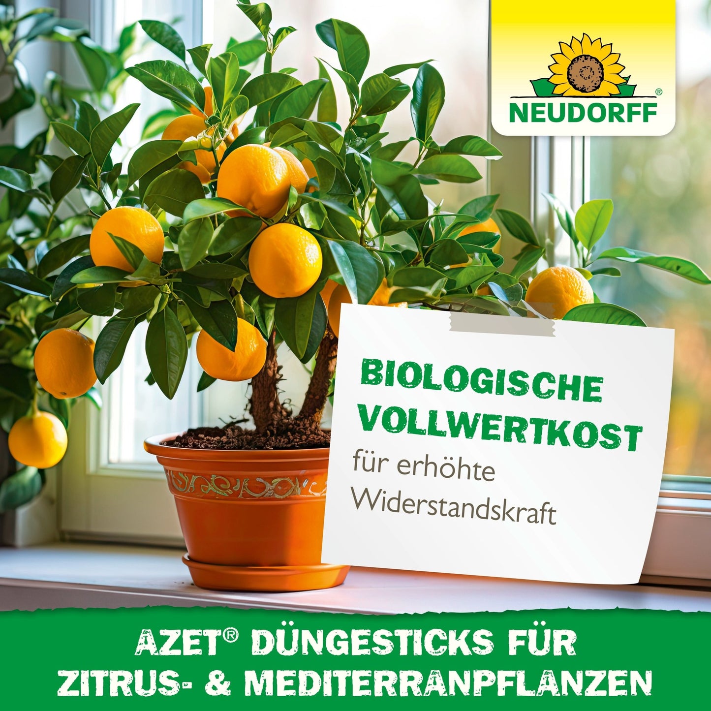 Egy cserépben lévő citrusfa érett narancsokkal áll egy ablakpárkányon. Egy német tábla hirdeti a Neudorff bolt Azet műtrágyapálcikákat citrus- és mediterrán növényekhez, ideális mediterrán konténernövényekhez, az ellenálló képesség erősítésére és bio-táplálékhoz.